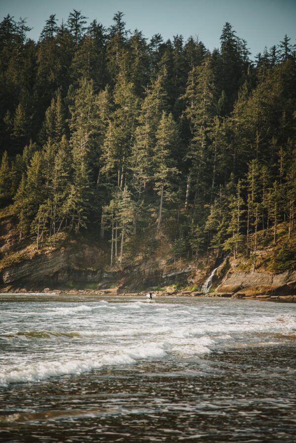 coastal forest