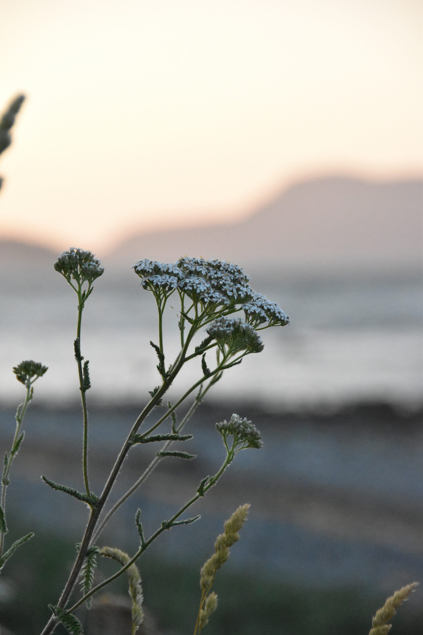 Yarrow Plant Image