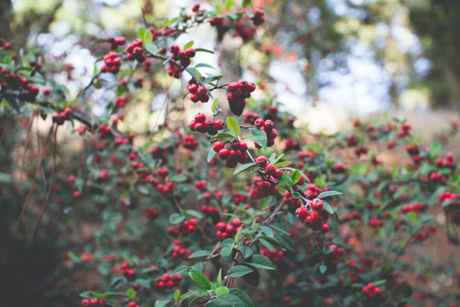 Red Huckleberry plant