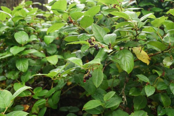 Salal Berry Plant