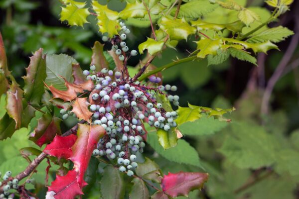 oregon grape plant