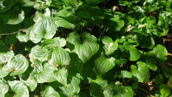 False Lily of the Valley Plant