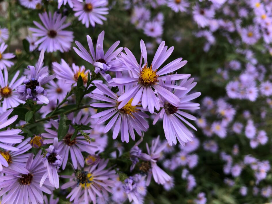 Aster flowers