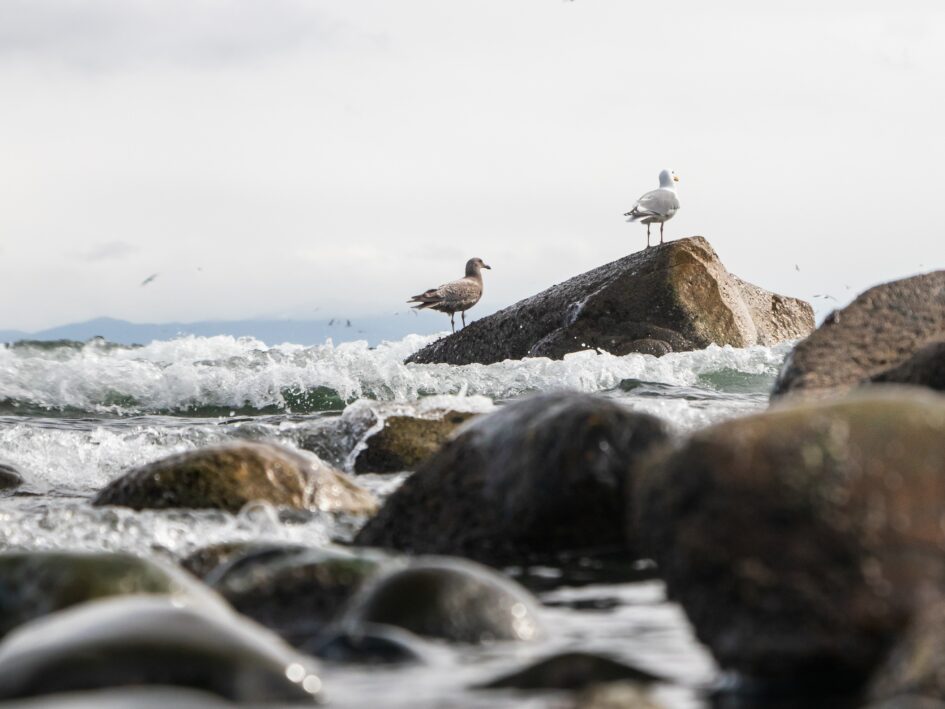 seagulls sitting on a rock