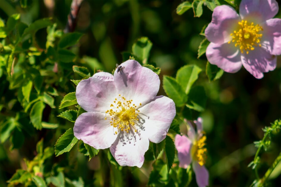 wild rose bush