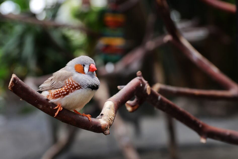 bird in tree