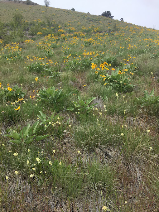 okanagan sunflower field